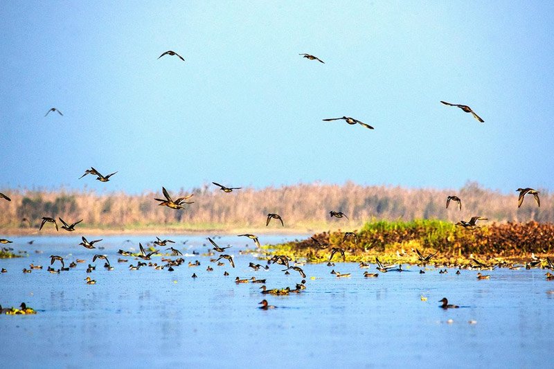 Harike Wetland Bird Sanctuary Punjab